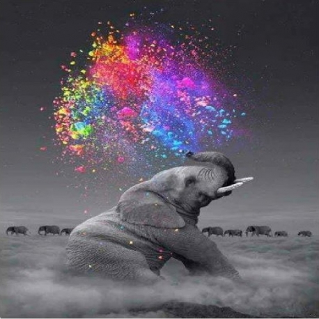Peinture par numéro Elephant et Explosion de Couleurs 40x50 cm Figured'Art